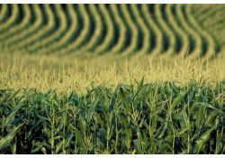 High Corn Yield